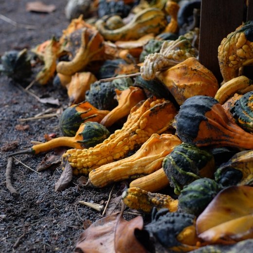 Coloquinte automnale au parc de la tête d'or.